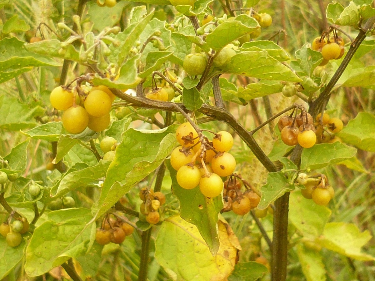 Solanum villosum subsp. miniatum (Solanaceae)